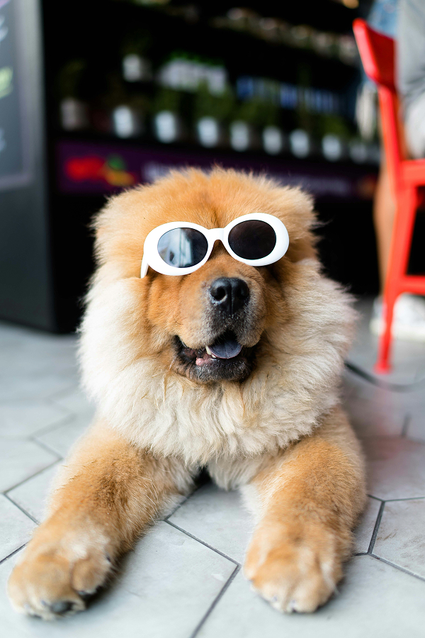 Rex, le chien aux lunettes de soleil