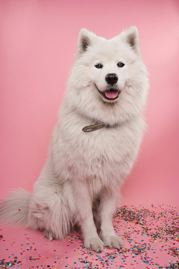 Ruby, le chien Samoyed